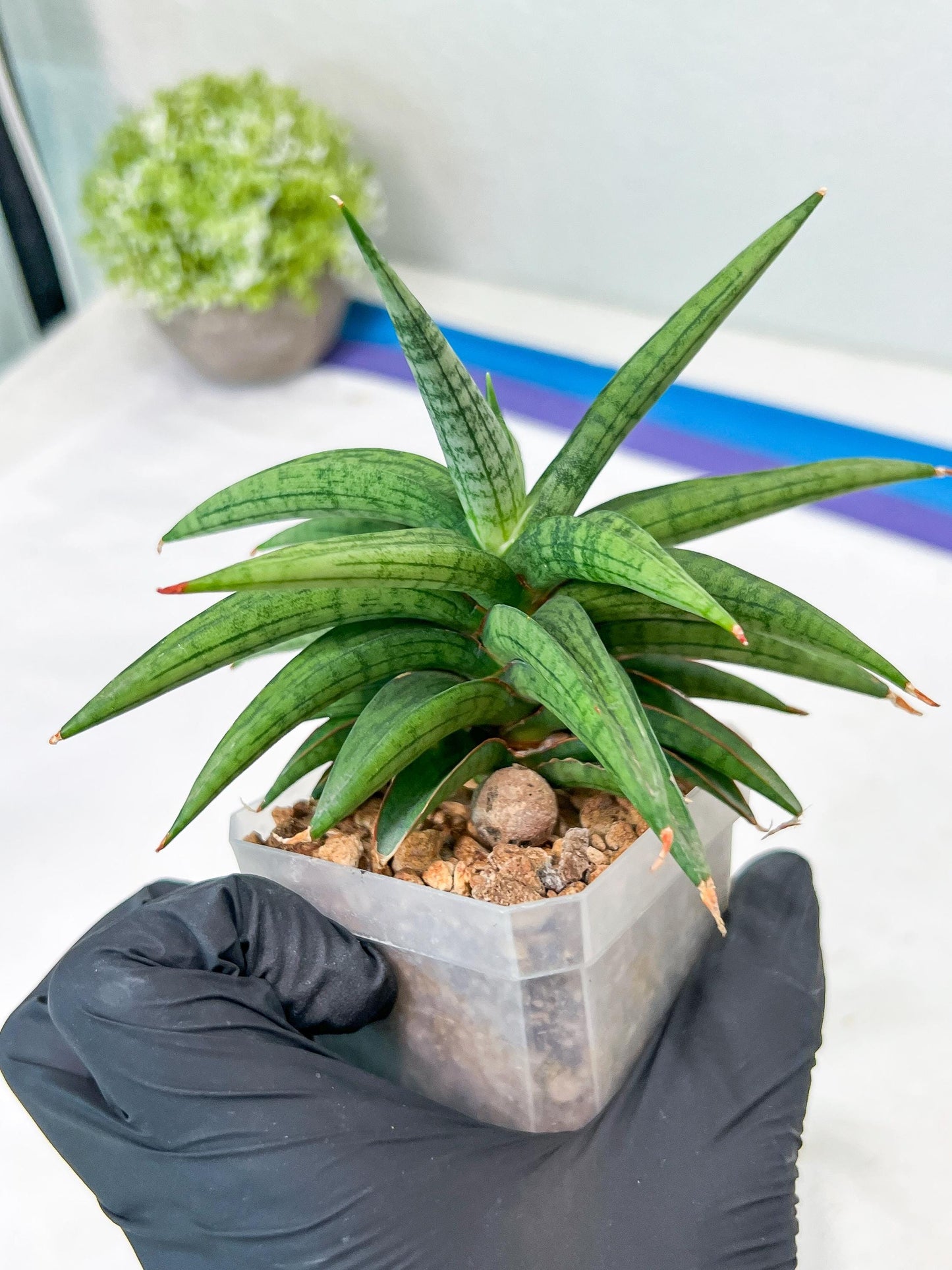 Sansevieria Thousand Blue (g1) (10) | Imported Plant