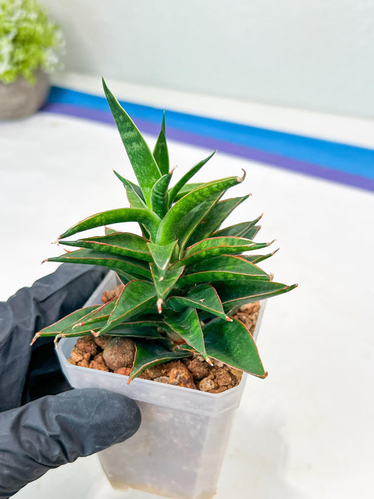 Sansevieria Black Eye (g1) (11) | Imported Plant