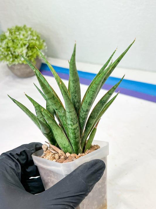 Sansevieria Hara Spaik (g1) (13) | Imported Plant