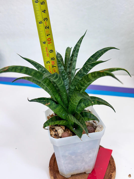 Sansevieria Crocodile Rock (#Ha1) (R) | Imported Plants