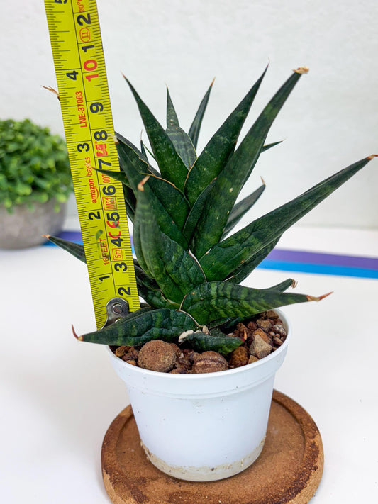 Sansevieria Blorong (#H4) | Rare Imported House Plants | Rare Snake Plant