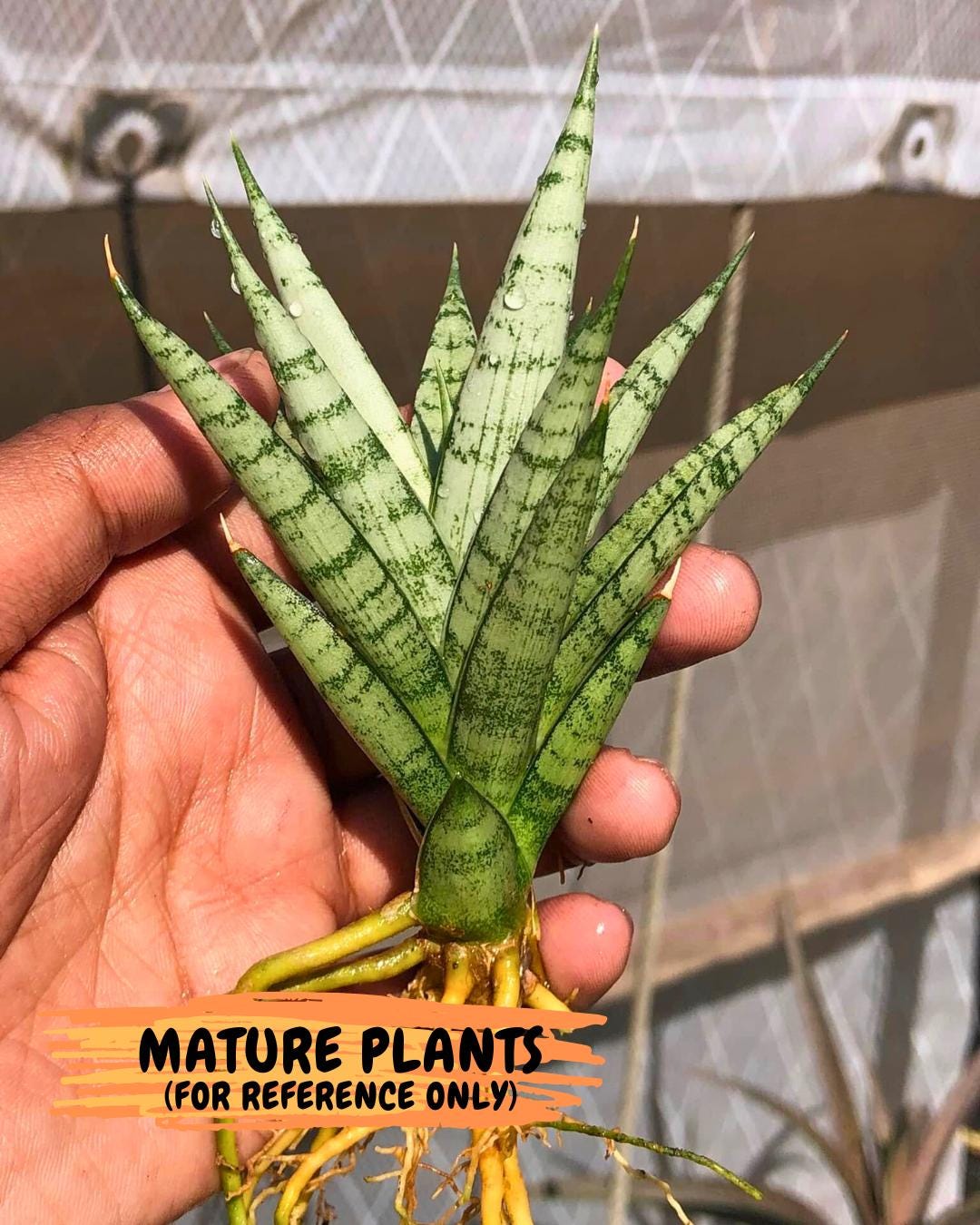 Sansevieria Keshya (#H12) | Imported Plants | Rare Hybrid Species