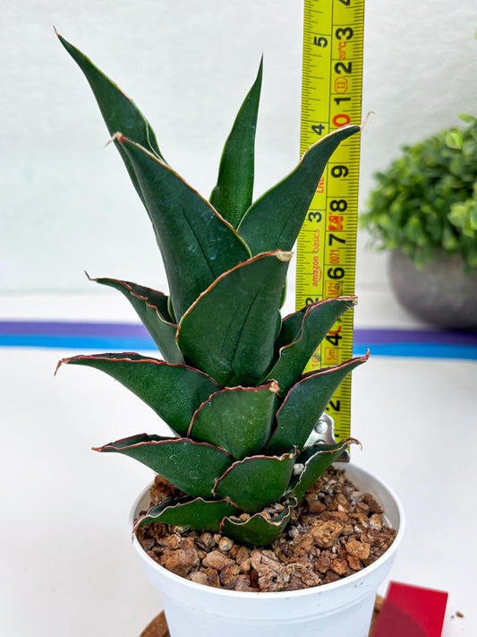 Sansevieria Marlena (Ha18) (r) | Imported Plants | Rare Hybrid Species