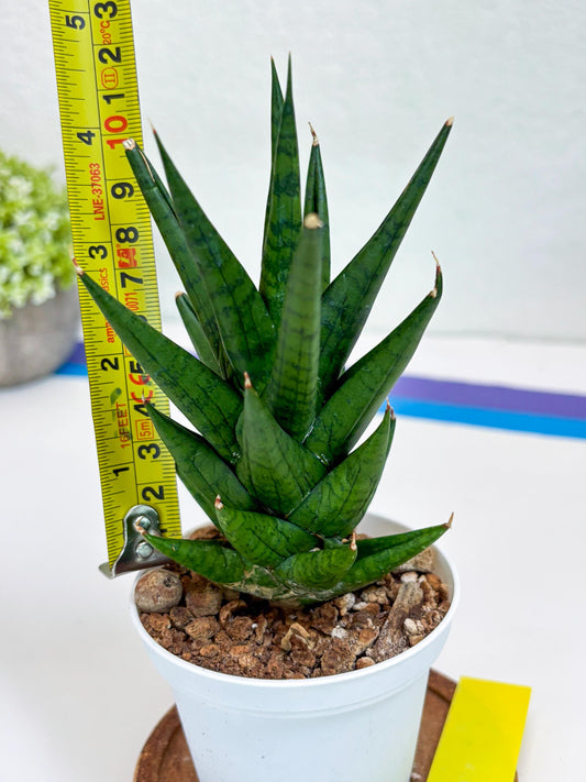 Sansevieria Tesya (H20) | Imported Plants | Rare Hybrid Species