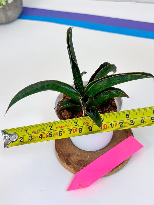 Sansevieria Aethiopica (Ha22) (p) | Imported Snake Plants