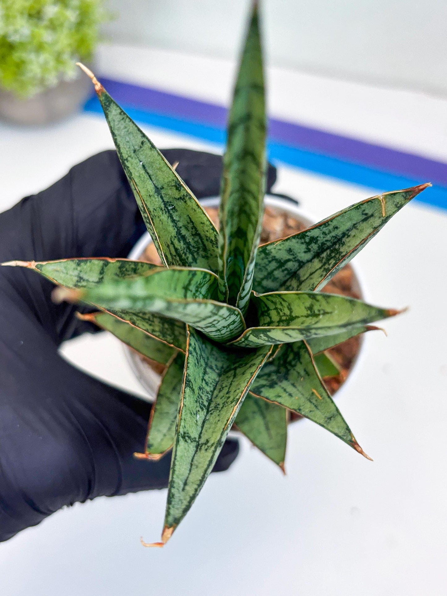 Sansevieria Riyad x spyder (Ha26) (b) | Rare Hybrid Species