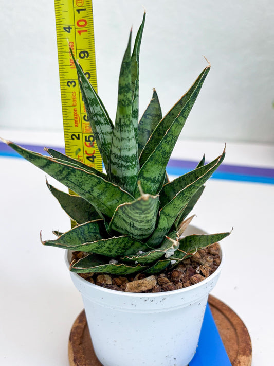 Sansevieria Sweet Celery (H31) | Imported Plants