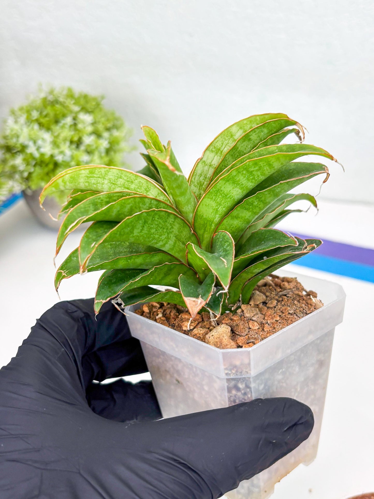 Sansevieria AFF Nalika (H22) | Imported Plants | Rare Hybrid Species