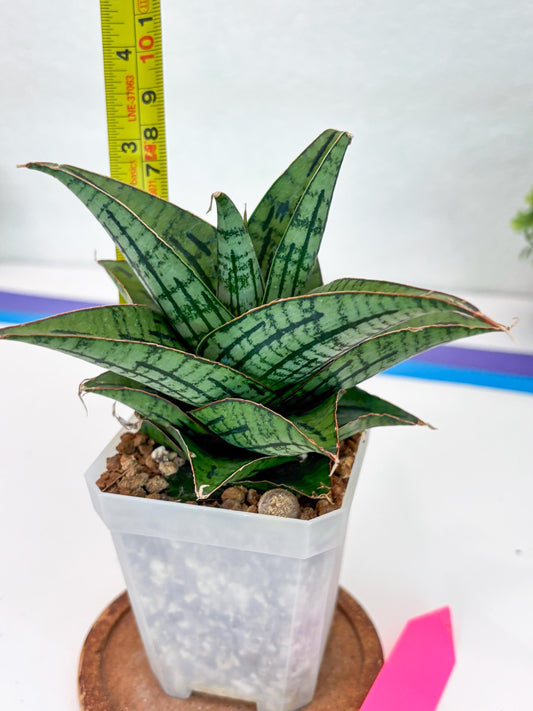 Sansevieria Kasier (H13) | Choose Your Extraordinary Plant