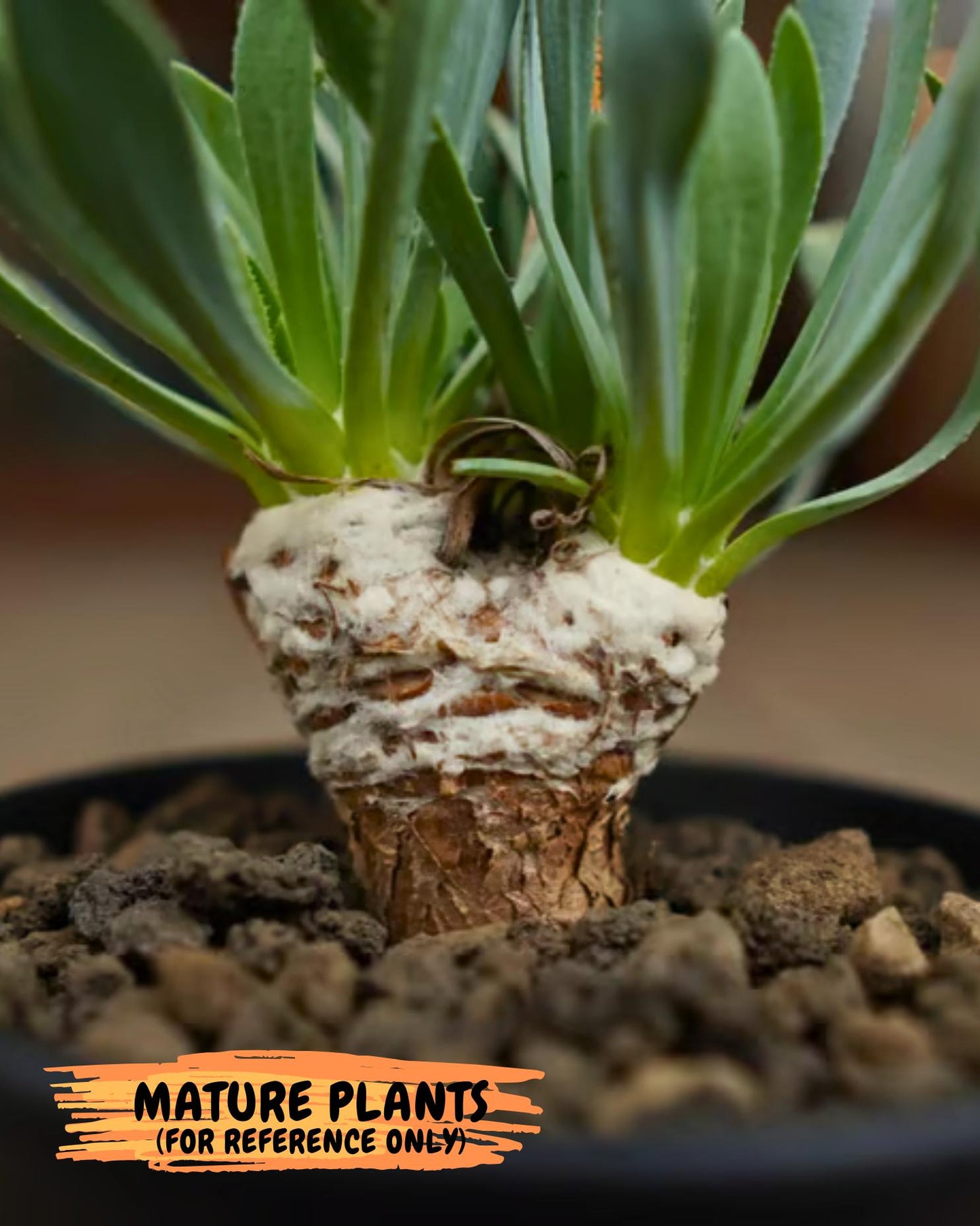 Rare Cactus (Blue) | ONLY for Advanced Grower!!