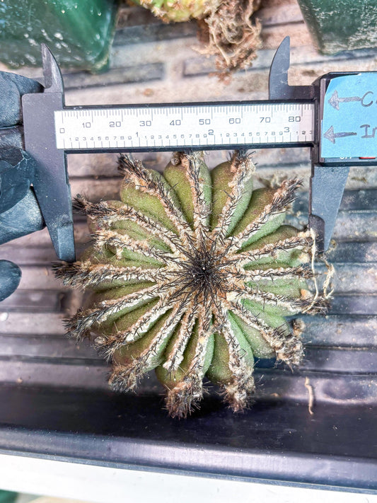 Rare Mature Cactus (p) | Imported Plants