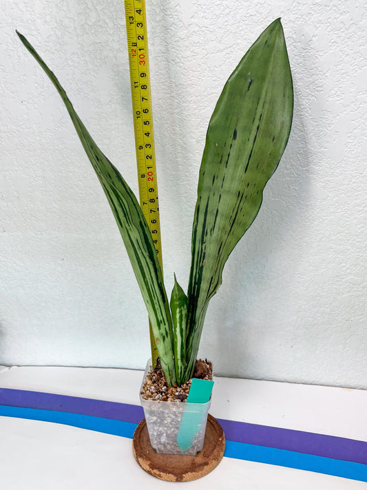 Sansevieria Brazilian Moonshine (G) | Small Damage