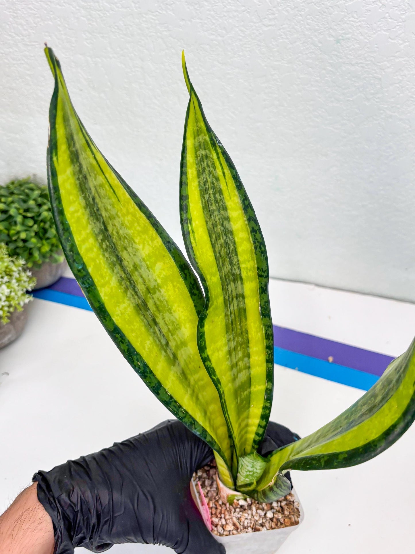 Sansevieria Trifasciata Fulsar | This rare import won’t be here for long