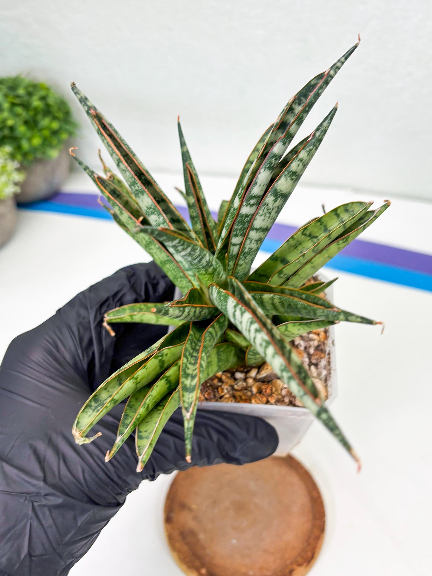 Sansevieria Sunshine Angel (Su1) (1) | Imported Sansevieria