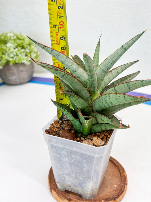 Sansevieria Lady Prang (Su2) (5) | Imported Sansevieria