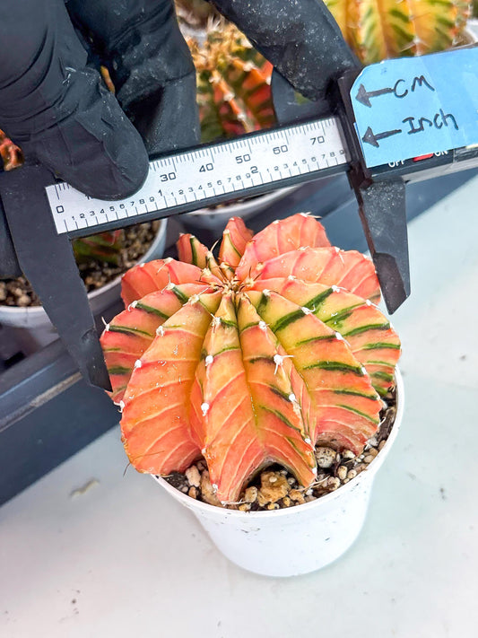Gymnocalycium LB Hybrid | (gy7) (y6) | variegated cactus