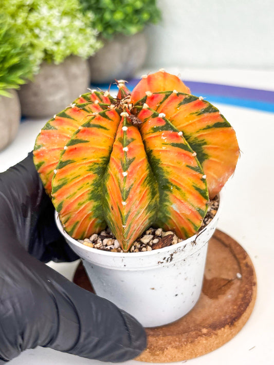 Gymnocalycium LB Hybrid | (gy8) (b5) | variegated cactus