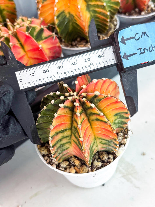 Gymnocalycium LB Hybrid | (gy8) (b7) | variegated cactus