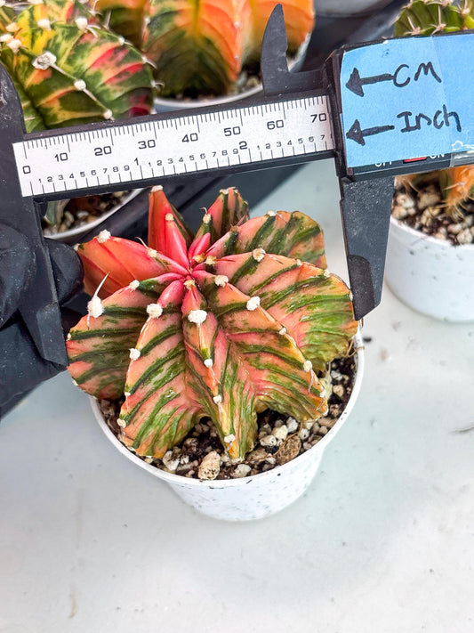 Gymnocalycium LB Hybrid | (gy8) (g1) | variegated cactus