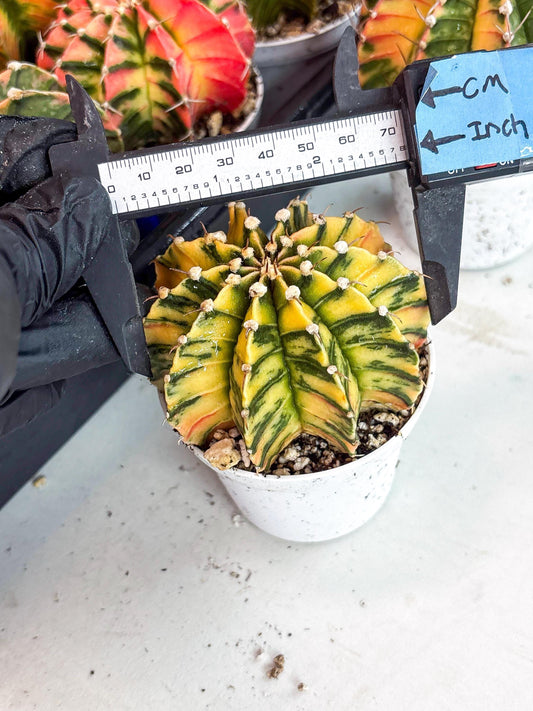 Gymnocalycium LB Hybrid | (gy8) (g6) | variegated cactus