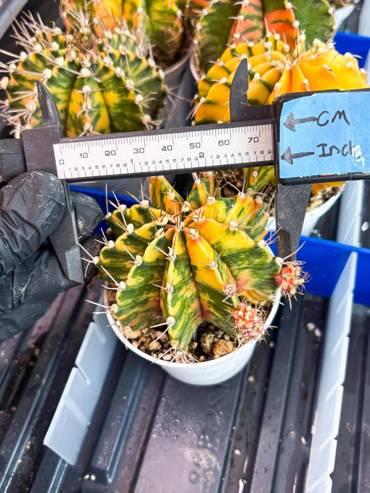 Gymnocalycium Mihanovichii Var (gy2) (o2) | Imported