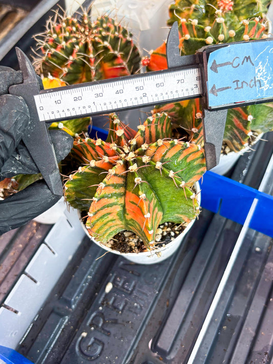 Gymnocalycium Mihanovichii Var (gy2) (o5) | Imported