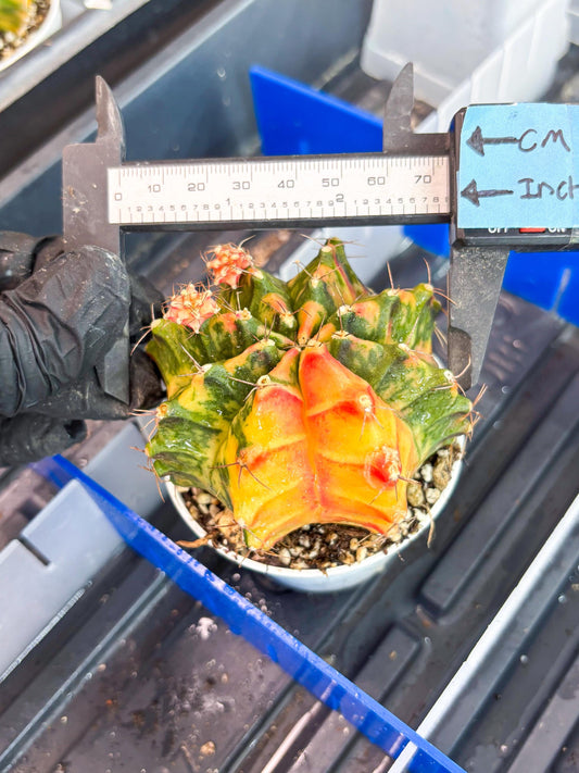 Gymnocalycium Mihanovichii Var (gy2) (y4) | Imported