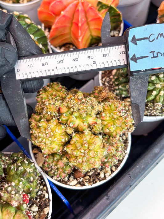 Gymnocalycium Mihanovichii Cluster | (gy5) (p4) | Best For Grafting