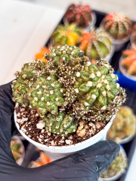 Gymnocalycium Mihanovichii Cluster | (gy5) (p5) | Best For Grafting