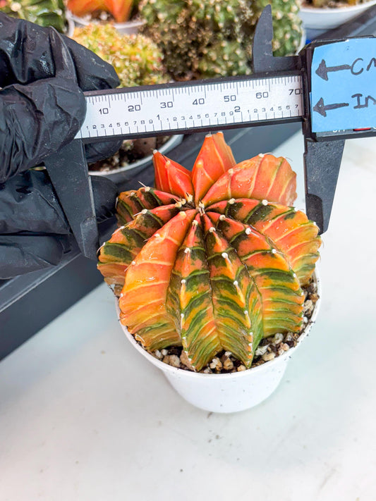 Gymnocalycium LB Hybrid | (gy5) (p7) | variegated cactus