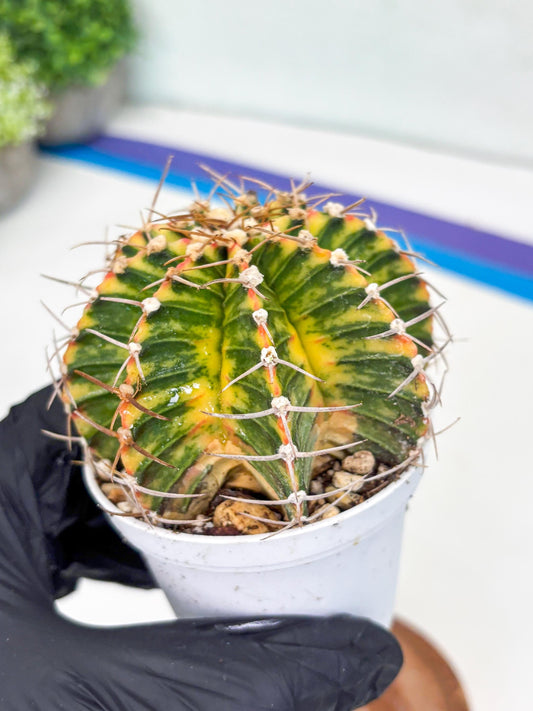 Gymnocalycium LB Hybrid | (gy5) (b1) | variegated cactus