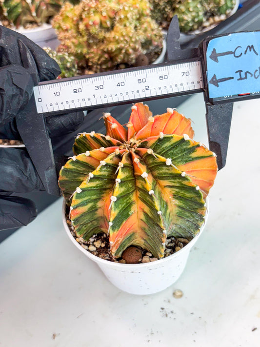 Gymnocalycium LB Hybrid | (gy5) (b2) | variegated cactus
