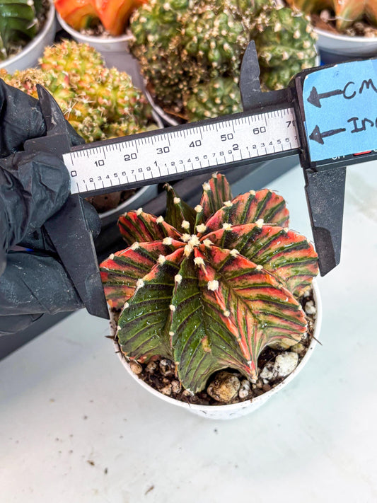 Gymnocalycium LB Hybrid | (gy5) (y3) | variegated cactus