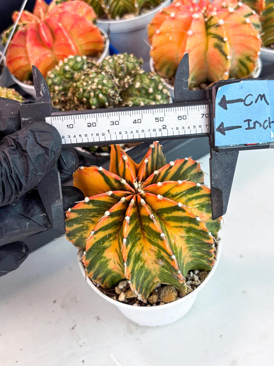 Gymnocalycium LB Hybrid | (gy5) (y5) | variegated cactus