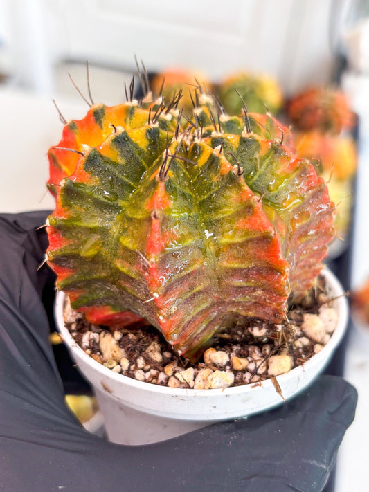 Gymnocalycium LB Hybrid | (gy6) (o3) | variegated cactus