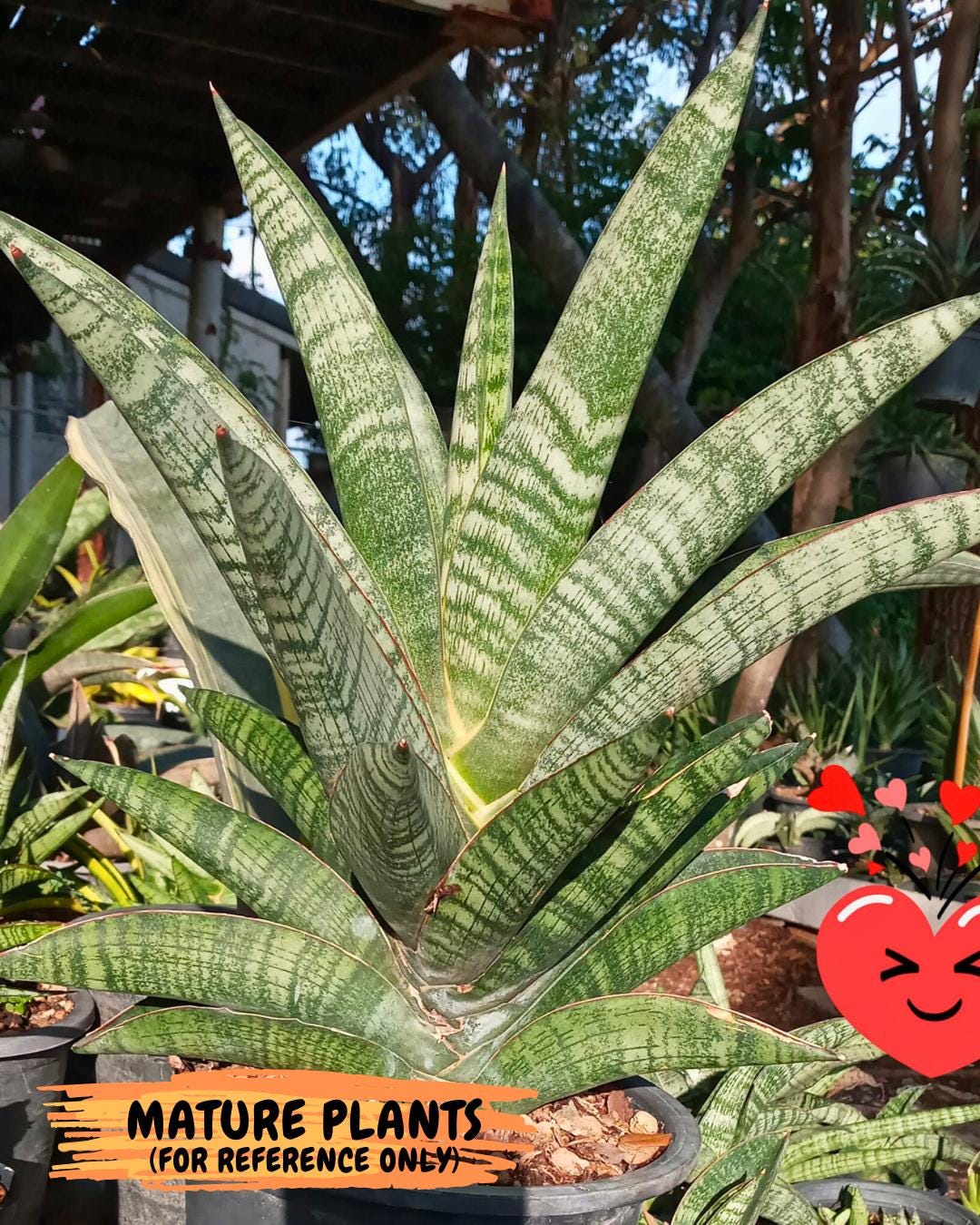 Sansevieria Nakata (ca7) (8) | Imported Hybrids