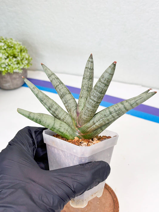 Sansevieria NangFon (Su2) (18) | Imported Sansevieria
