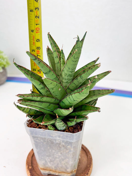 Sansevieria Dararai (Su3) (9) | Imported Sansevieria