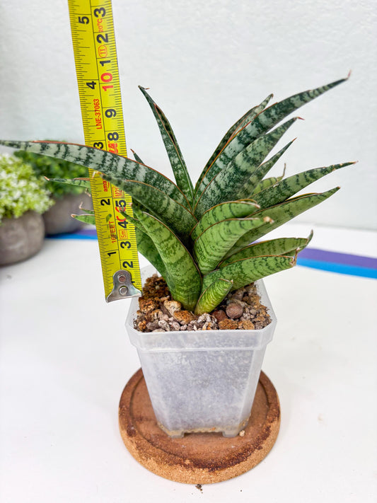 Sansevieria Sunshine Angel (Su1) (1) | Imported Sansevieria