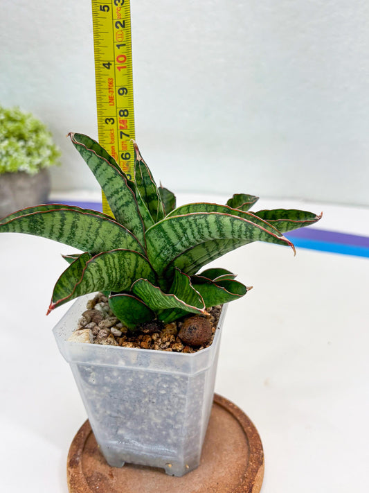 Sansevieria Srikandi (Su2) (2) | Imported Sansevieria