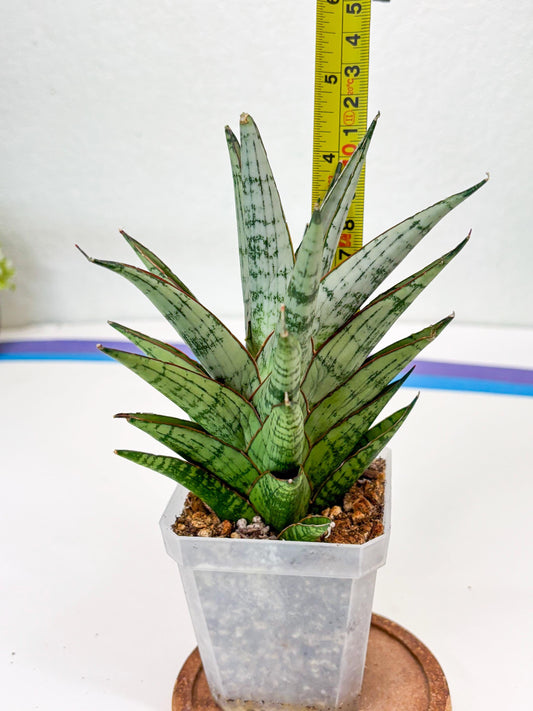 Sansevieria Peridot (Su2) (8) | Imported Sansevieria