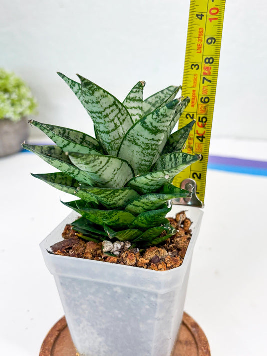Sansevieria Ehrendel (Su2) (11) | Imported Sansevieria