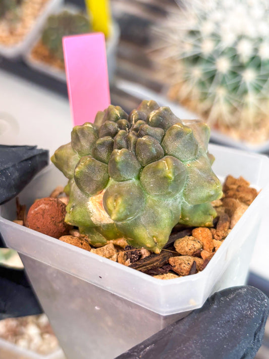 Gymnocalycium Montrose (p) | Imported Cactus | Rare Succulent