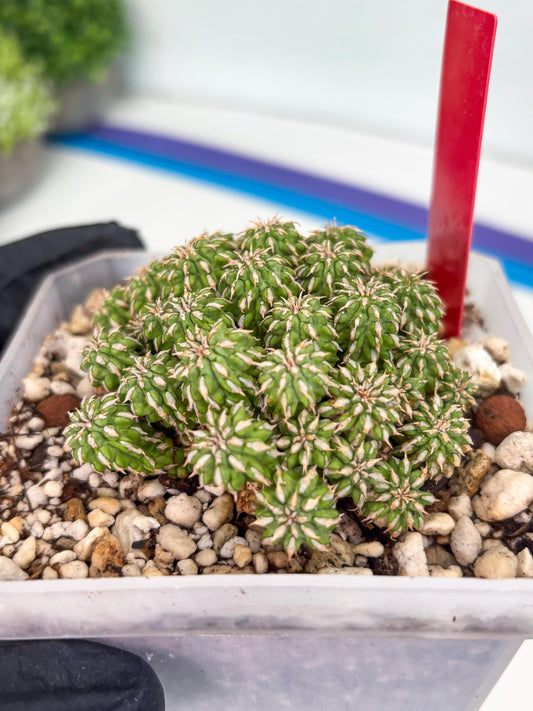 Sepulta Cluster Cactus (R) | Imported Cactus | Rare Succulent