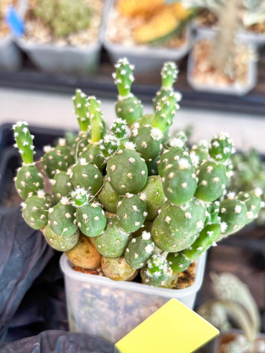 Tephrocactus Rossianus (y) | Imported Cactus