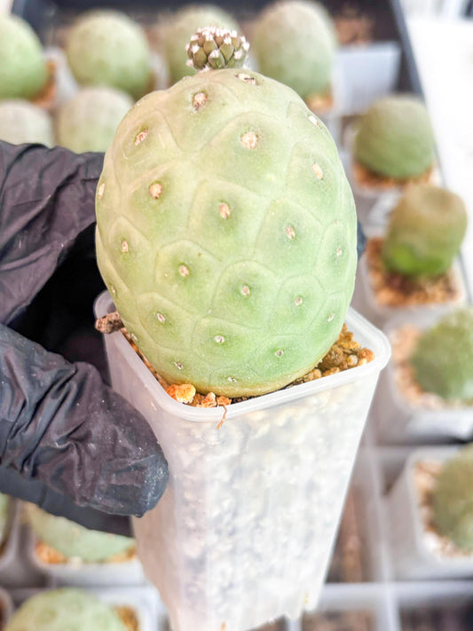 Rare Tephrocactus Geometricus (p) | Single Ball Cactus