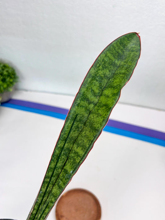 Sansevieria sinus-simiorum CG09 (p) | Imported Plant