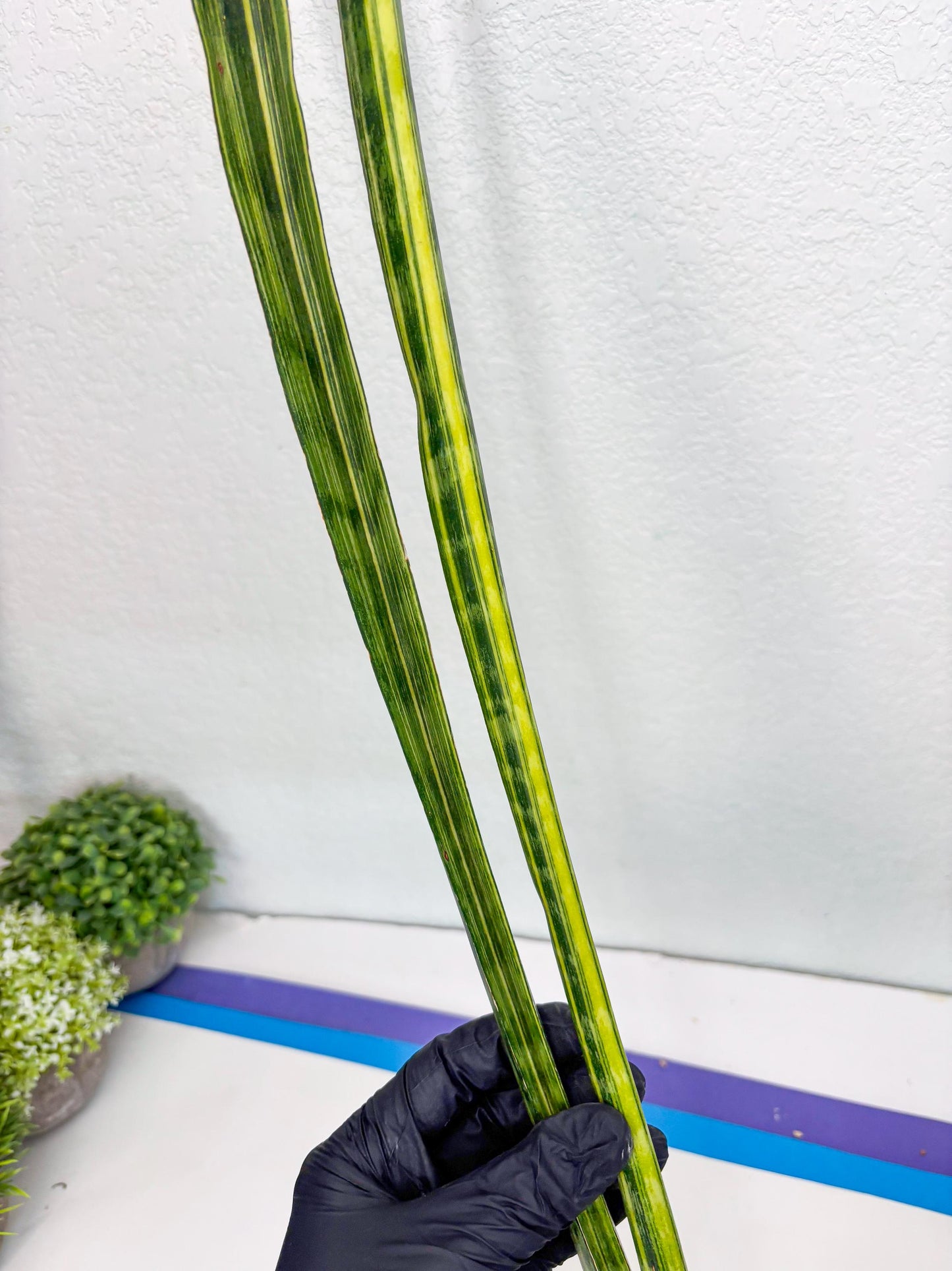 Sansevieria Trifasciata Parva Stick Var (p) | Imported Plant