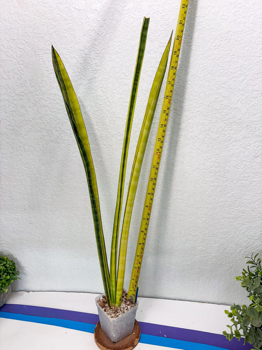 Sansevieria Trifasciata Parva Stick Var (b) | Imported Plant