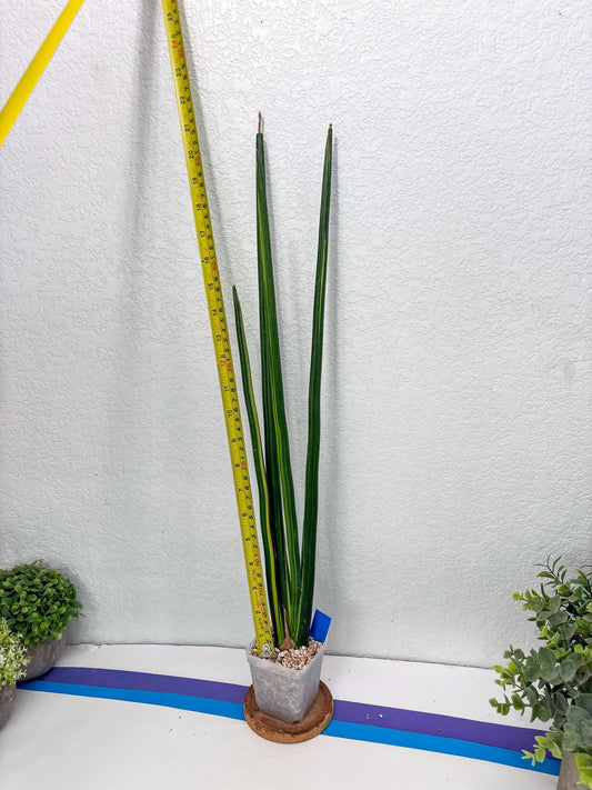 Sansevieria Erythraeae Var (b) | Imported House Plant